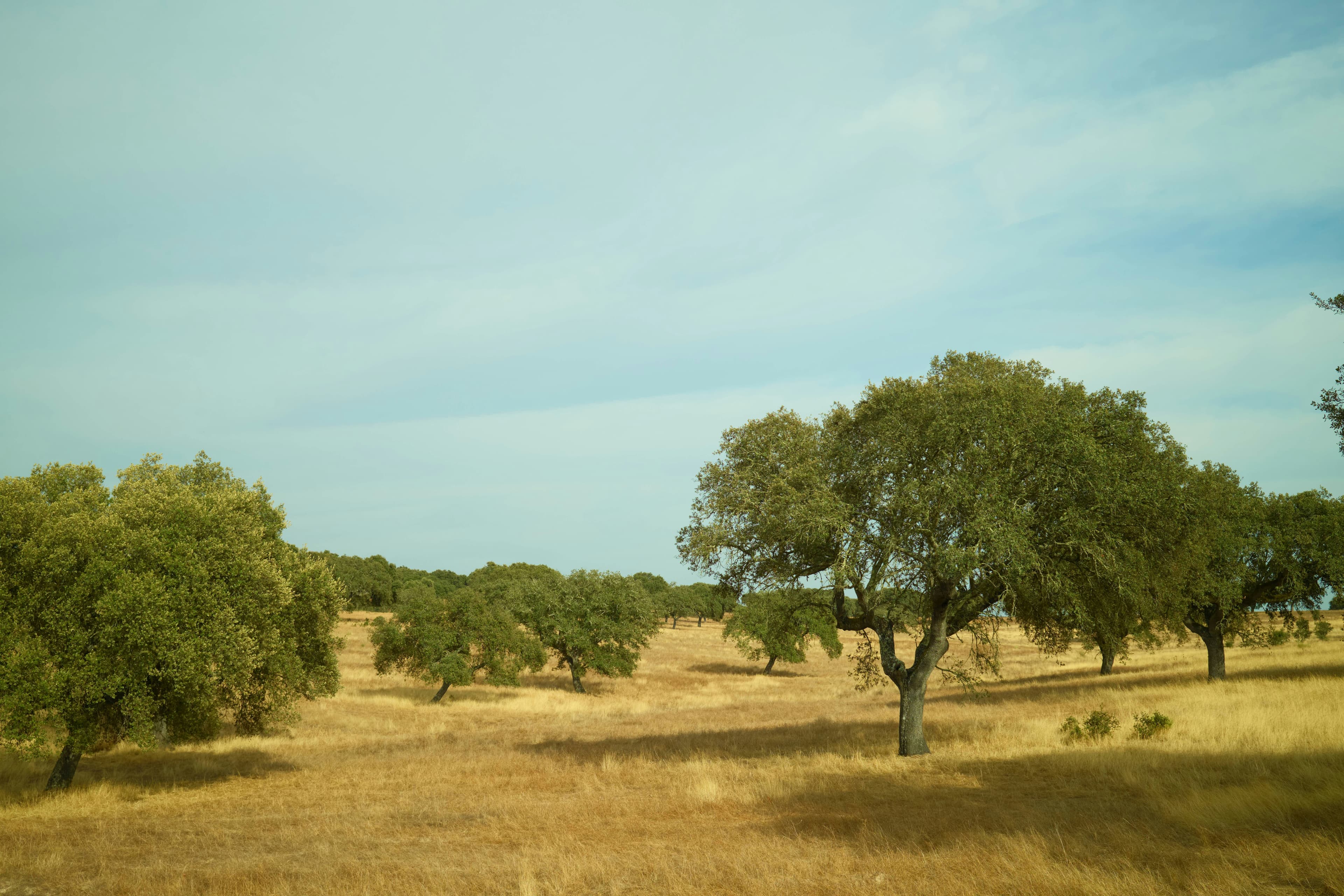 Clear Mind: Alentejo